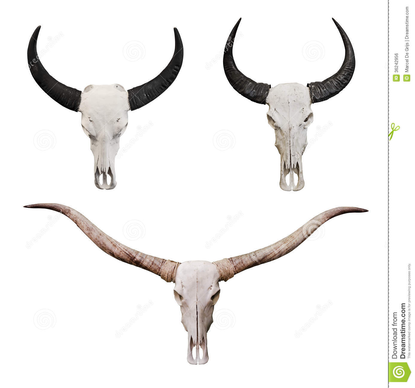 Set Of Skulls Of Dead Animals  Cows Bulls Or Ox