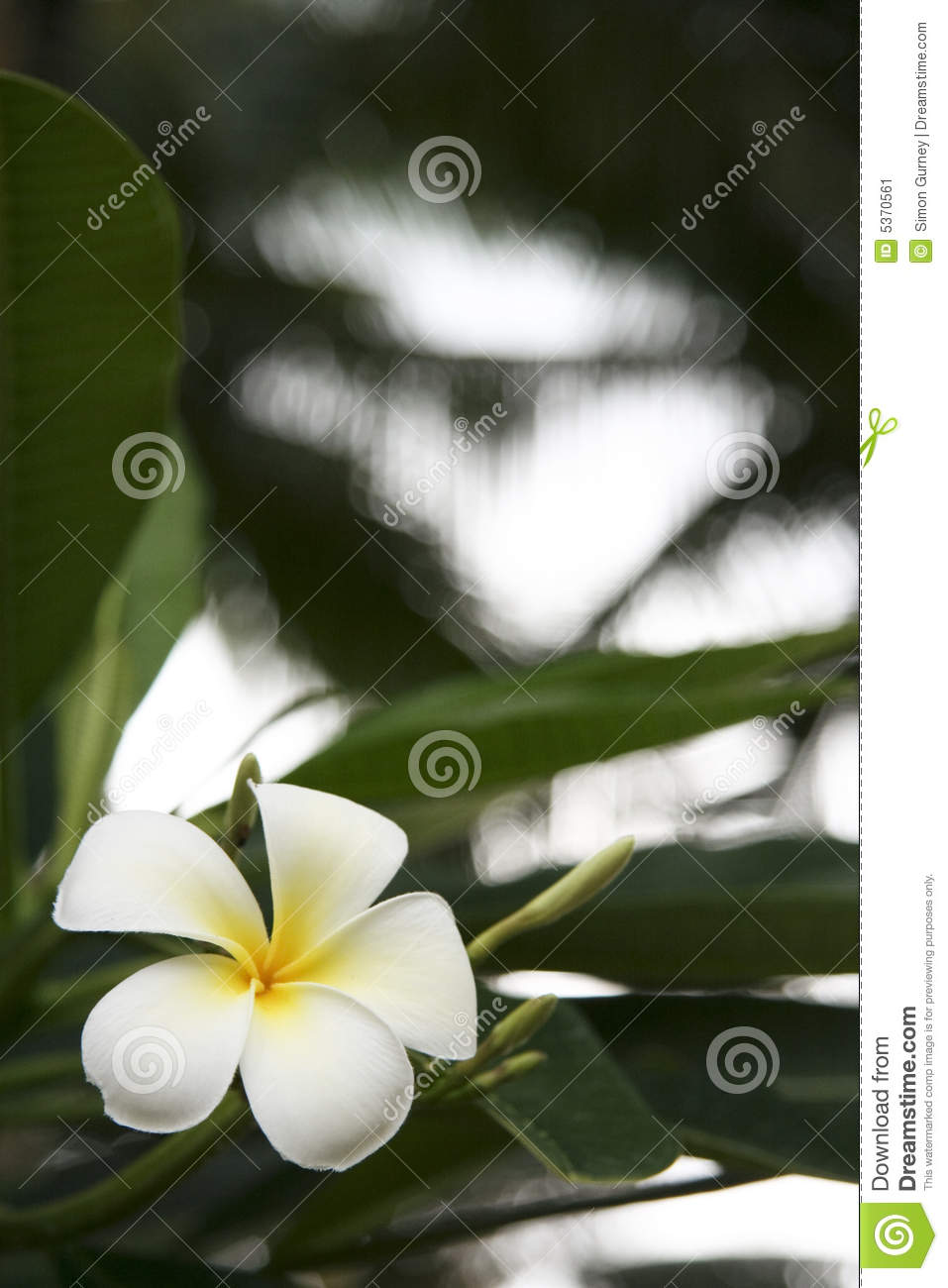 Tropical Frangipani Flower With Palm Tree Canopy Above Boracay Island    
