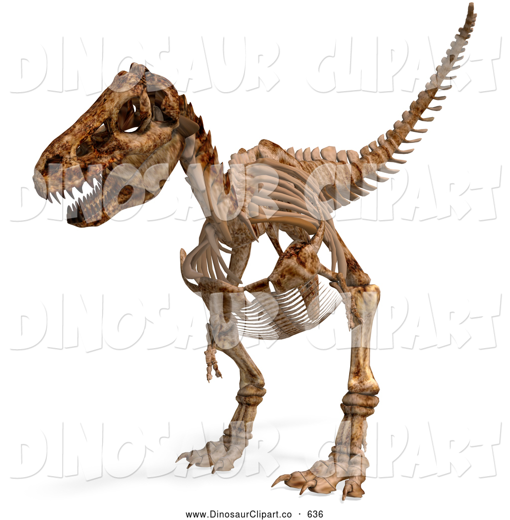 Back   Gallery For   Flying Dinosaur Skeleton Clip Art