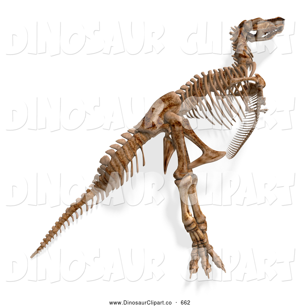 Back   Gallery For   Flying Dinosaur Skeleton Clip Art