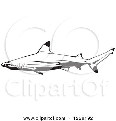 Black And White Blacktip Reef Shark