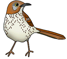 Brown Thrasher Birds Did You Know The Brown Thrasher Is The State Bird    