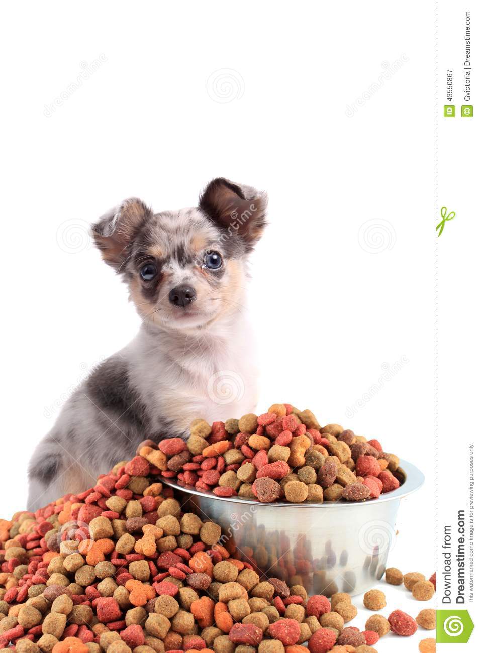 Colored Eyes Sitting Behind A Bowl With Dog Food Spilling Over