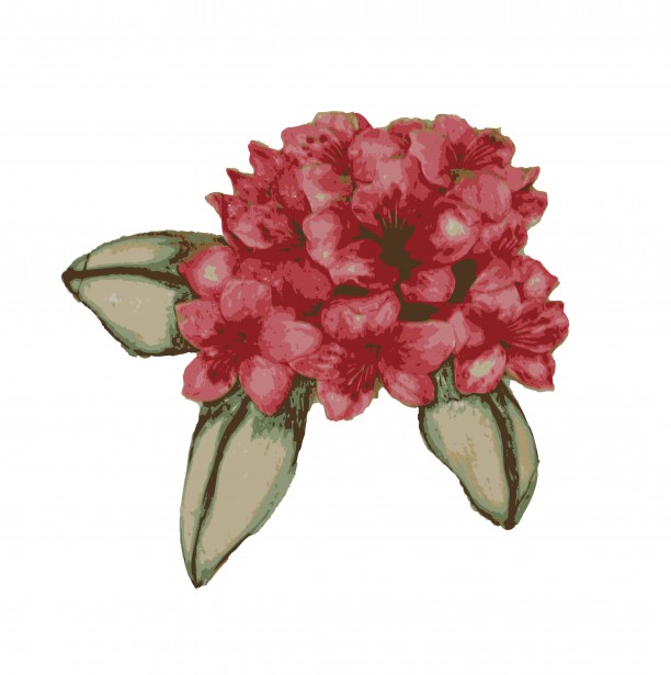 Flower Clipart Free Stock Photo   Public Domain Pictures