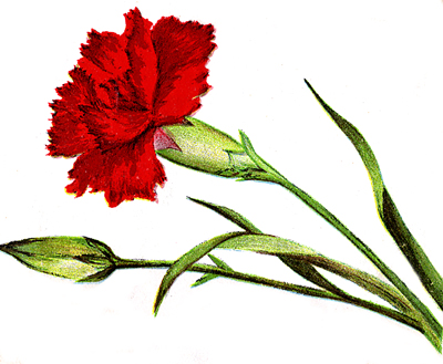 Flower Clipart    Image 3