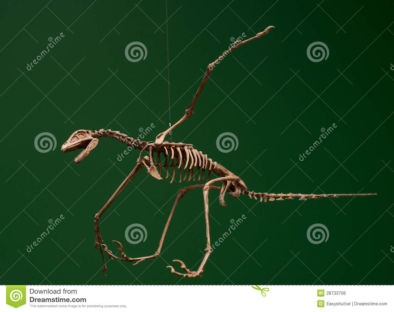 Flying Skeleton Royalty Free Stock Image   Image  28733706