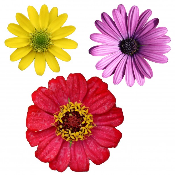 Isolated Flower Clipart By Dawn Hudson