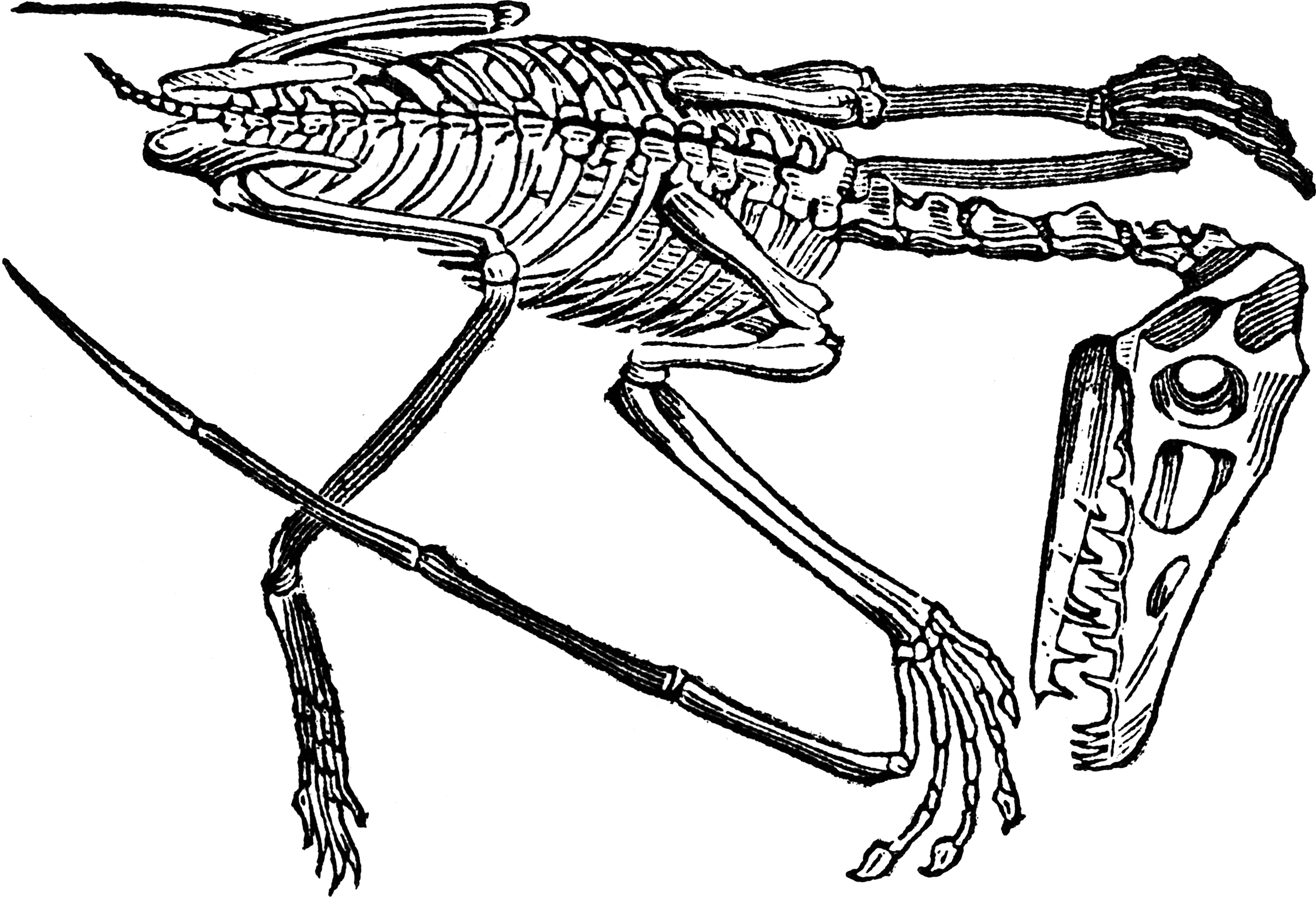 Pterodactyle Skeleton