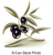 Black Olives Branch   Black Olives On A Branch