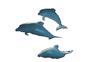 En Animaties En Bewegende Plaatjes Dolfijnen Van Animatieplaatjes Nl