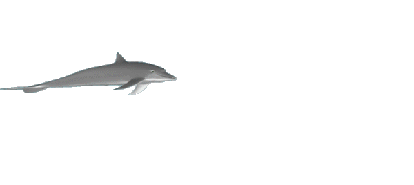 Free Animated Dolphin Gif At Best Animations   Dolphins
