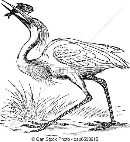 Great White Heron  Ardea Occidentalis  Vintage Engraving  Old Engraved