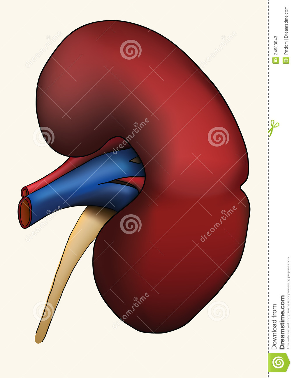 Kidney Bean Clip Art For Pinterest