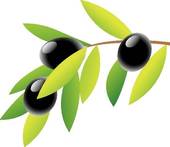 Olive Stock Illustrations   Gograph