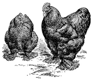 Partridge Cochins Chickens   Free Vintage Clip Art   Old Design Shop    