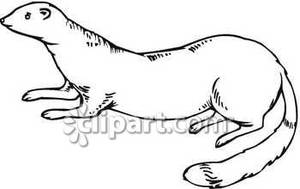 Cute Black And White Ferret   Royalty Free Clipart Picture