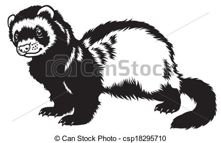 Ferret Black And White Side View    Csp18295710   Search Clipart
