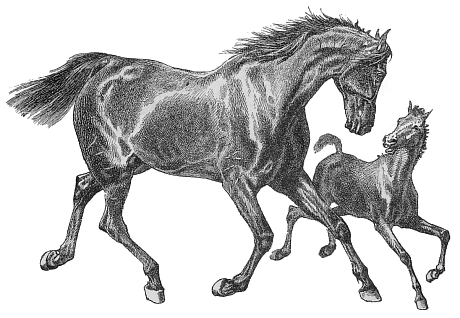 Black And White Horse Black Horse Bw Colt Colt Horse Equine