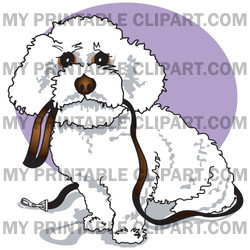 Cute White Bichon Frise Dog Carrying A Leash In Its Mouth And Begging