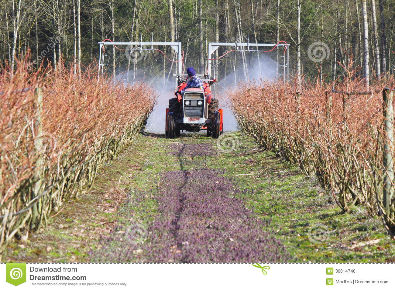 Farmer Sprays Chemicals On His Blueberry Crop To Prevent Mold Or    
