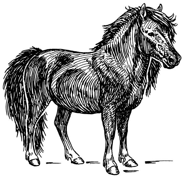 Search Terms  Black And White Horse Black Pony Bushy Tailed And Long