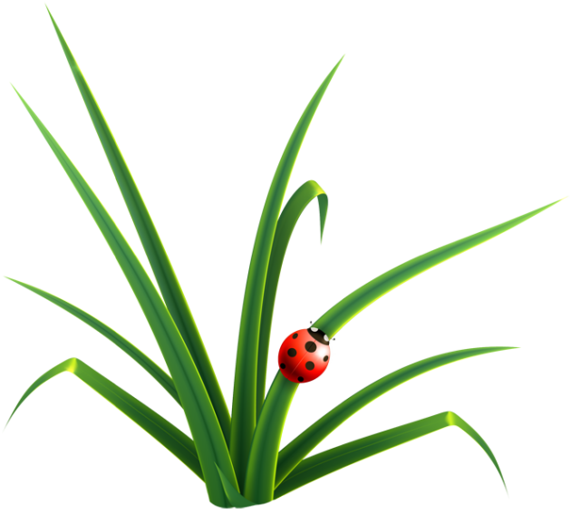Ladybug On Blade Of Grass Png   Dixie Allan