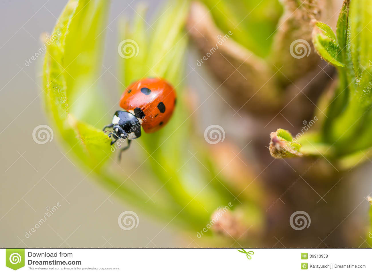 Spring Ladybug Stock Photo   Image  39913958