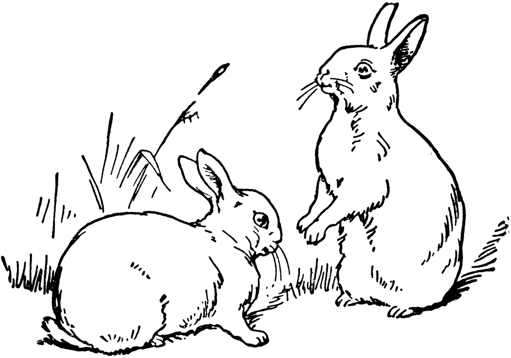 Two Rabbits   Clipart Etc