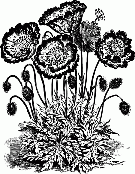 Vintage Poppy Flower Black And White Clip Art   Click For Larger