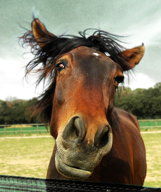 550 X 657 114 Kb Jpeg Funny Horse Horse Meaning Related Post Cute    