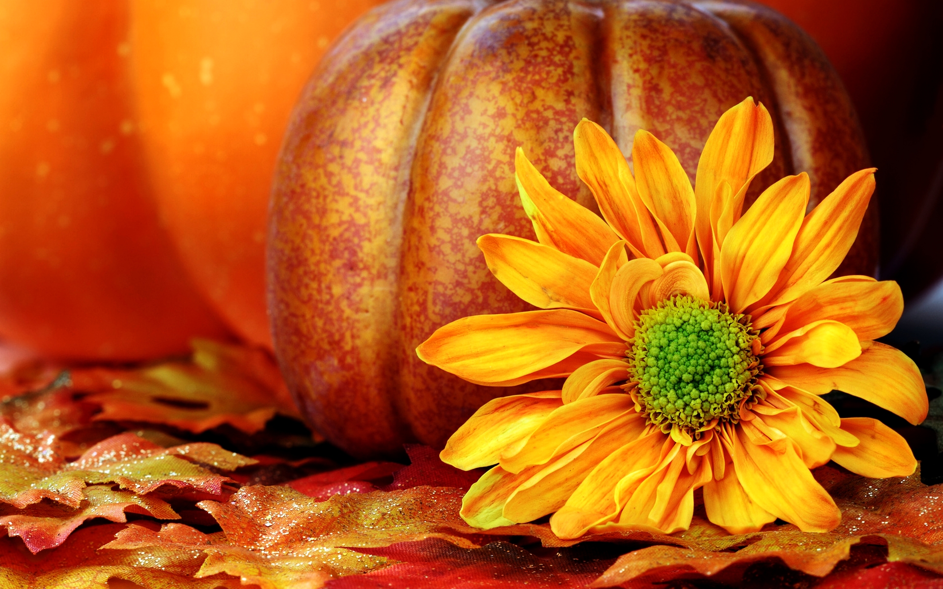 Pumpkin Flower Wallpapers Pictures Photos Images