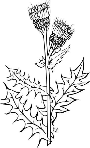 Weed Plant Clip Art At Clker Com   Vector Clip Art Online Royalty