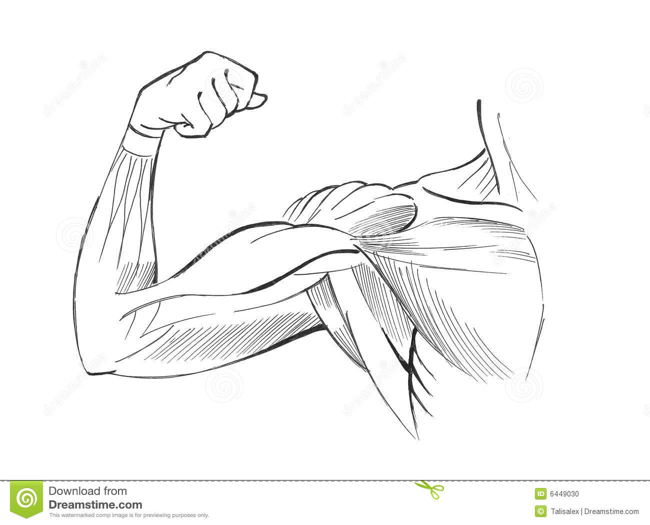 Arm Muscles Illustration Black And White