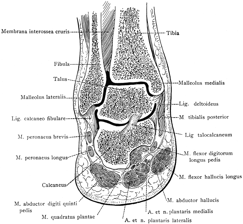 Frontal Section Of Foot And Ankle   Clipart Etc