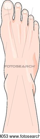 The External Anatomy Of The Right Foot   Fotosearch   Search Clipart