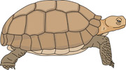 Desert Tortoise Pictures   Graphics   Illustrations   Clipart   Photos