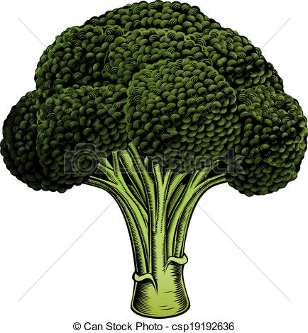 Vectors Of Broccoli Vintage Woodcut Illustrati   A Broccoli Vintage
