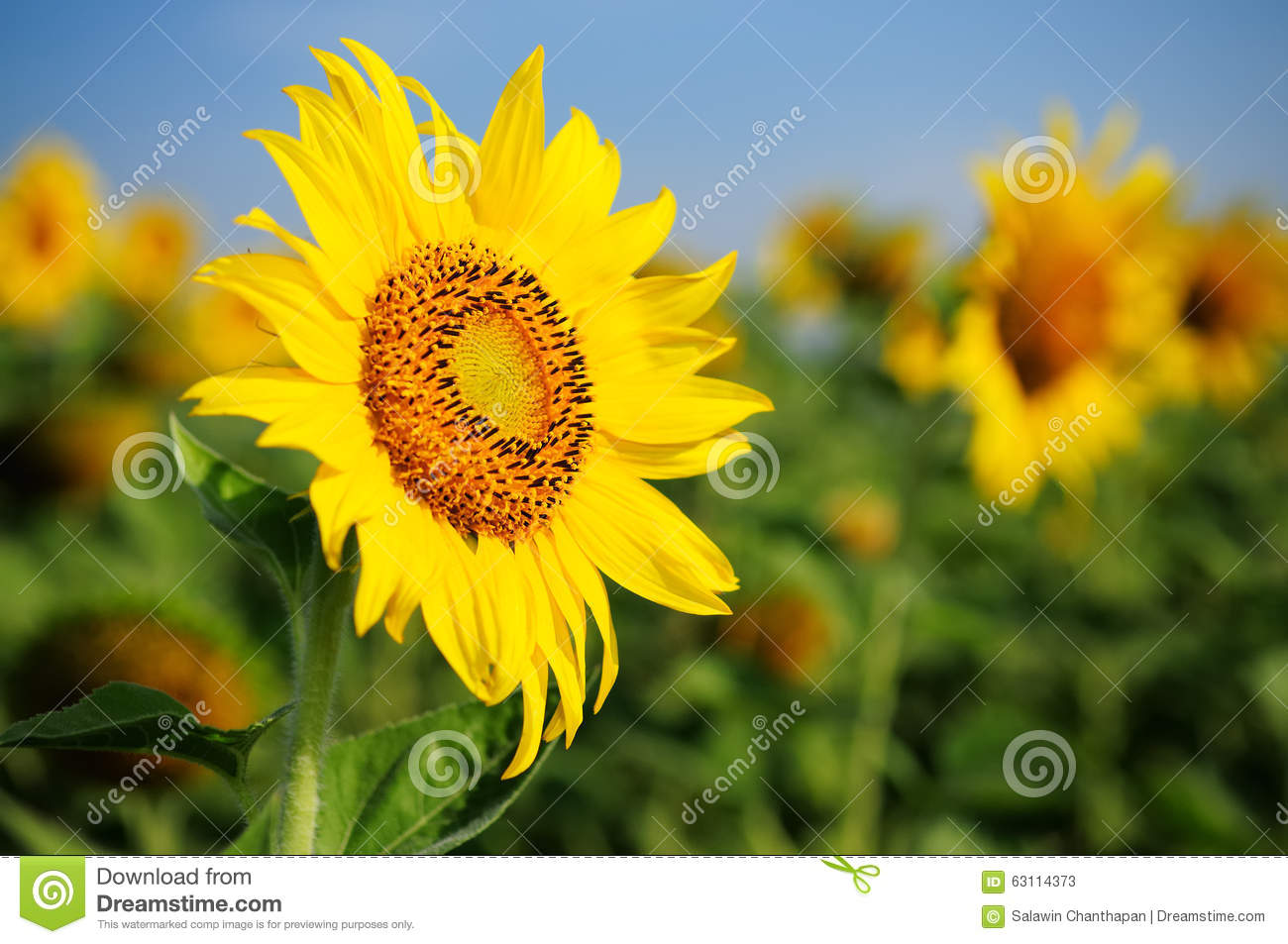 Bright Yellow Sunflower With A Clear Blue Sky Background