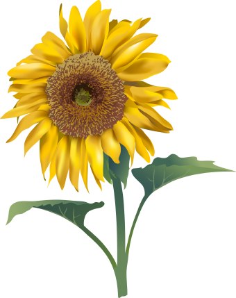 Clip Art Of A Yellow Sunflower With Green Leaves