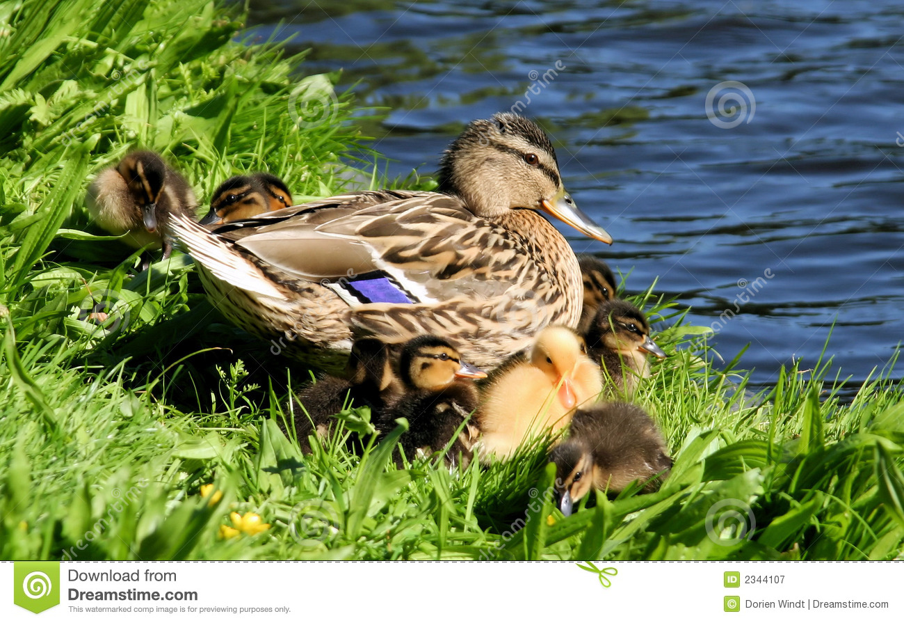 Duck Family Royalty Free Stock Photography   Image  2344107