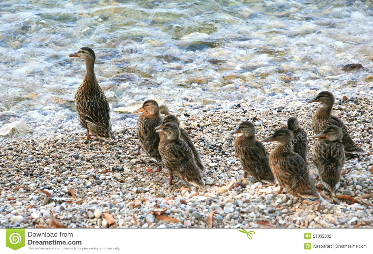 Family Of Ducks Going Into The Water