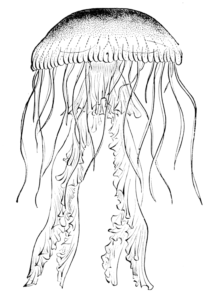 Jellyfish   Clipart Etc