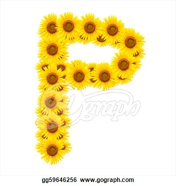 Sunflower Isolated On White Background   Clipart Drawing Gg59646256