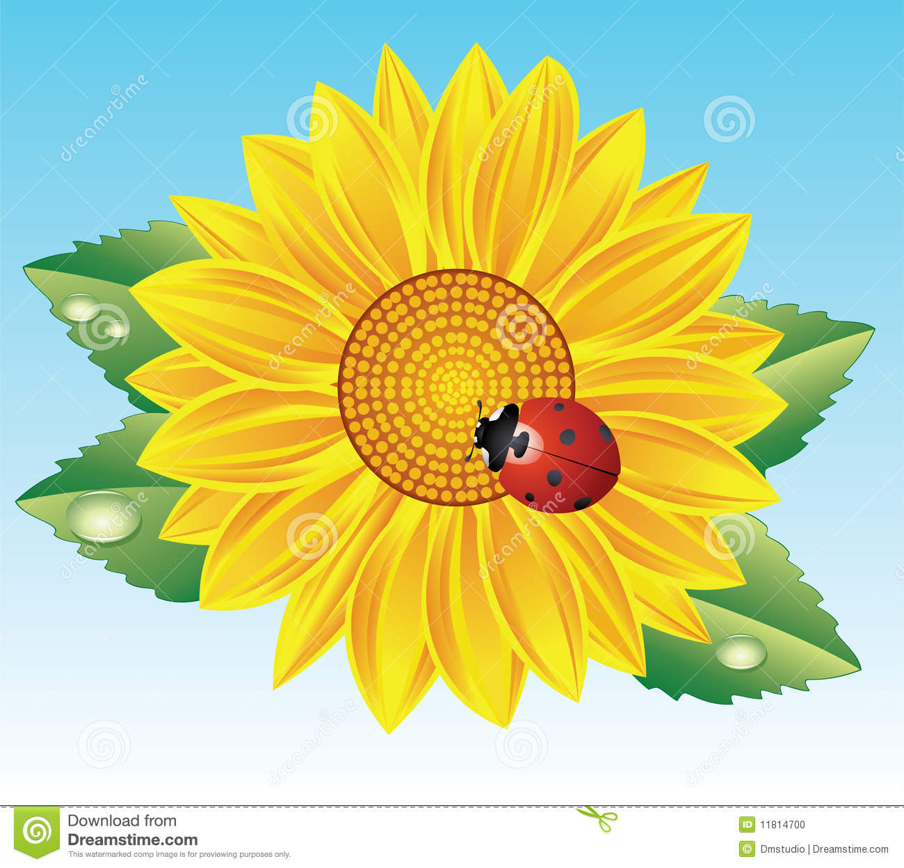 Sunflower Stock Photo   Image  11814700
