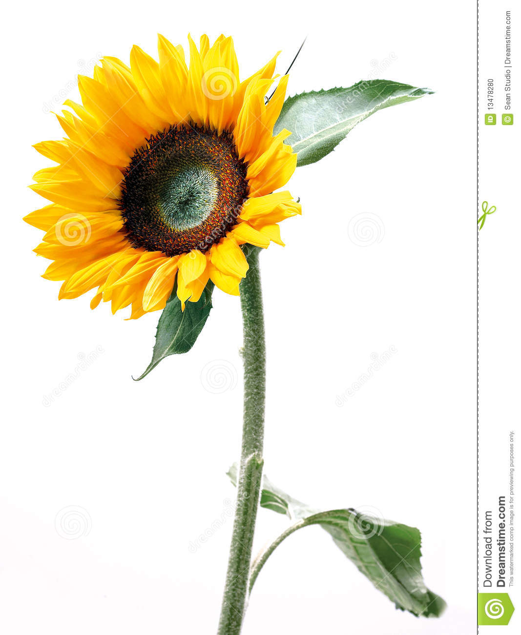 Sunflower Stock Photo   Image  13478280