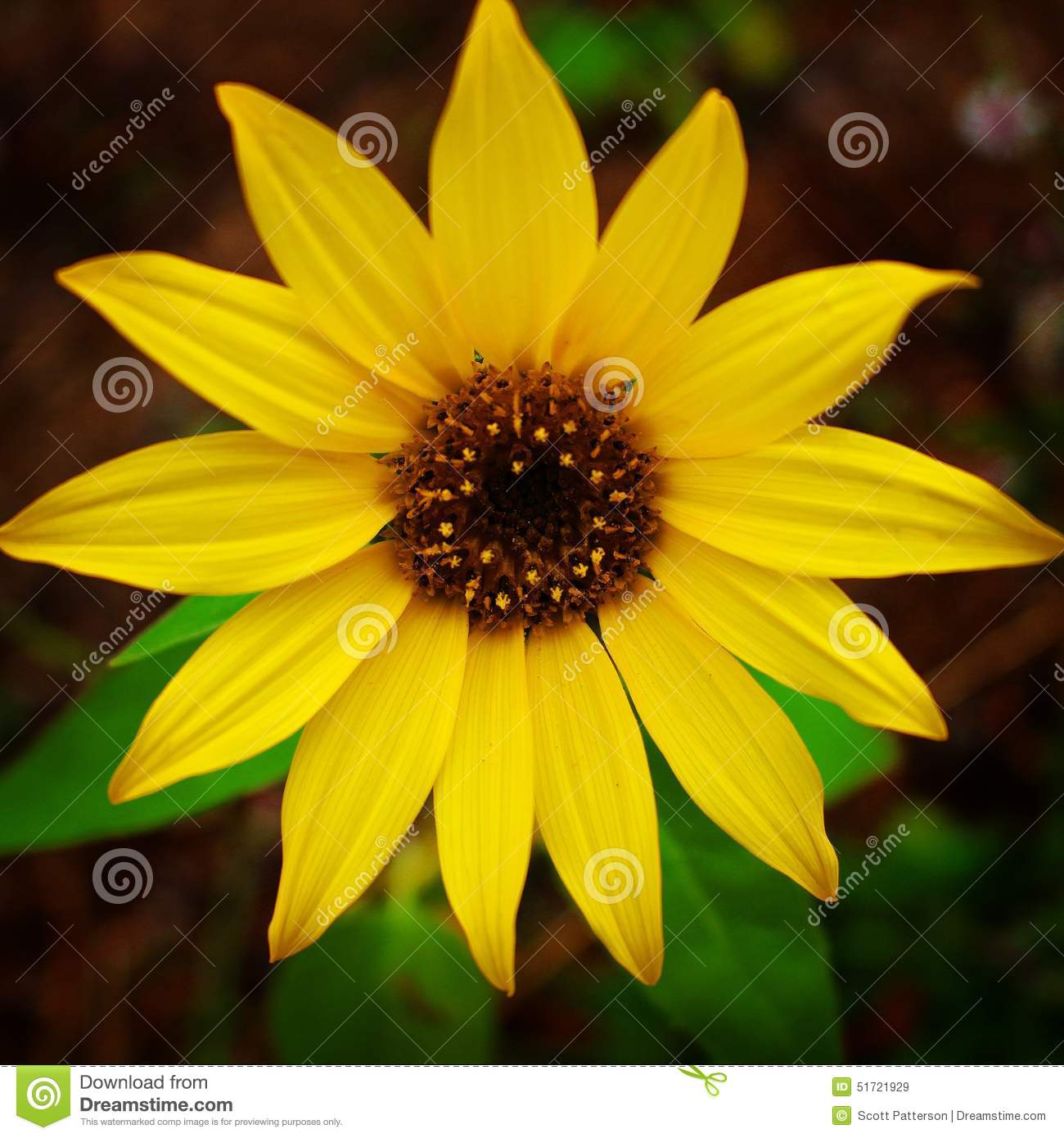 Sunflower Stock Photo   Image  51721929