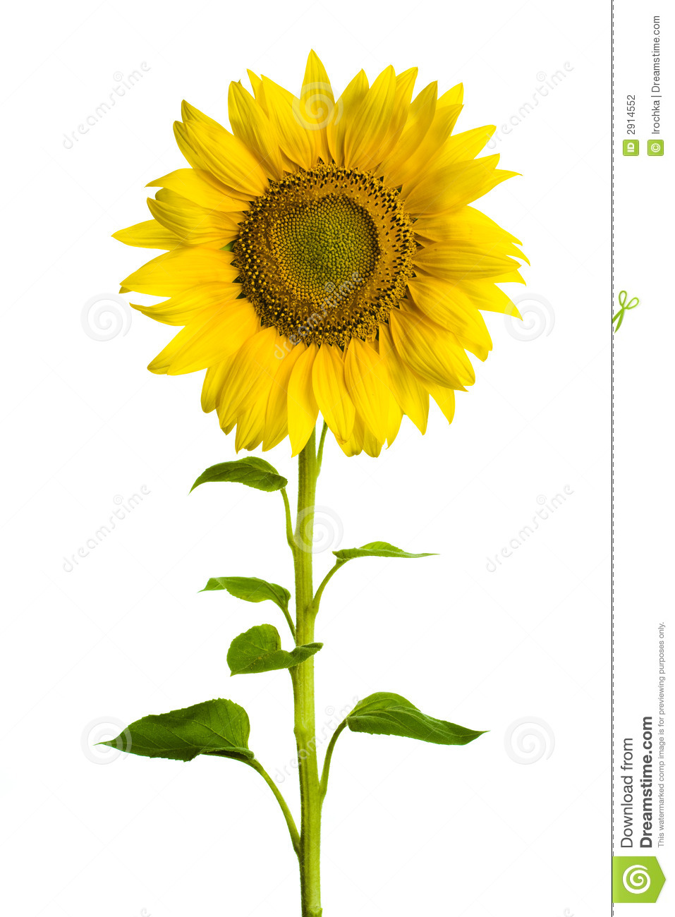 Sunflower Stock Photography   Image  2914552