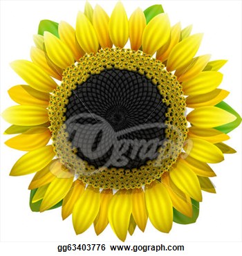 Vector Art   Sunflower On White Background  Clipart Drawing Gg63403776