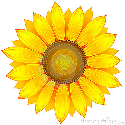 Vector Illustration Of Yellow Sunflower