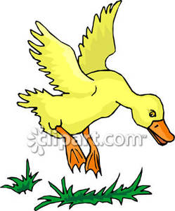 Yellow Duck Landing   Royalty Free Clipart Picture